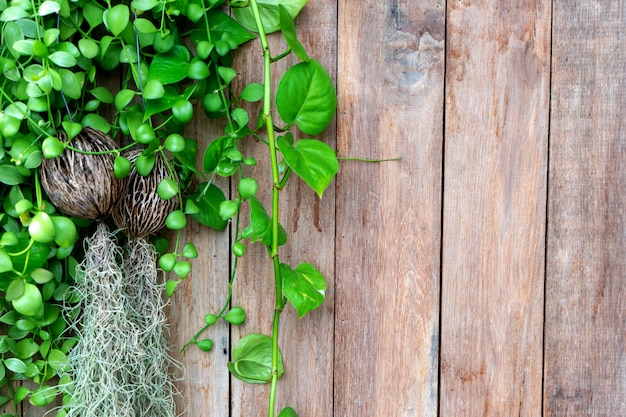 Oude houten omheiningsachtergrond met groen blad