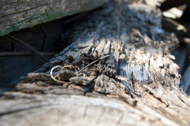 Oude houten planken