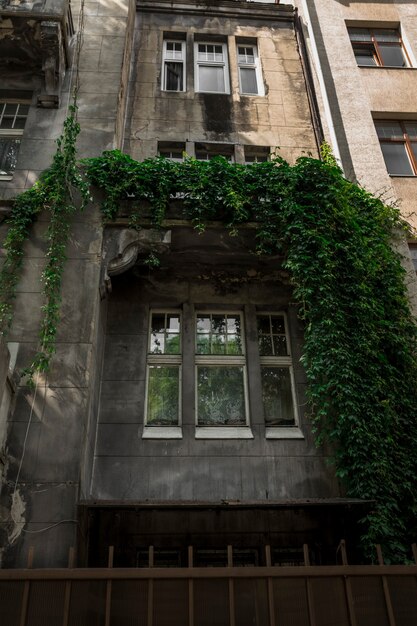 Oude houten raam en muur bedekt groene wijnstok. Lviv, Oekraïne