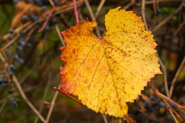 Oude houten wijnstok verstrengeld met rijpe druiven met blauwe bessen en oranjegele rode bladeren in de herfst