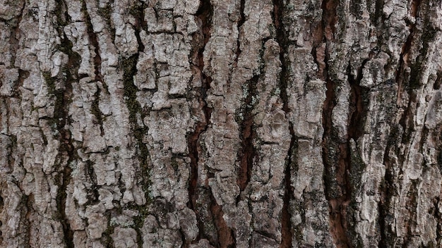 Oude houtstructuur achtergrond natuurlijk decoratief element afbeelding