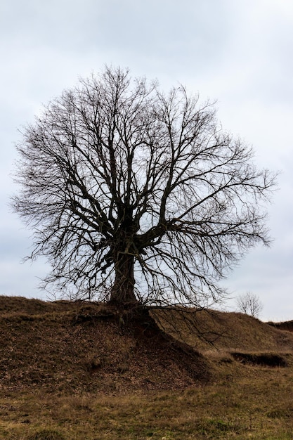 Oude kale boom met krachtige kale wortels op bewolkte dag