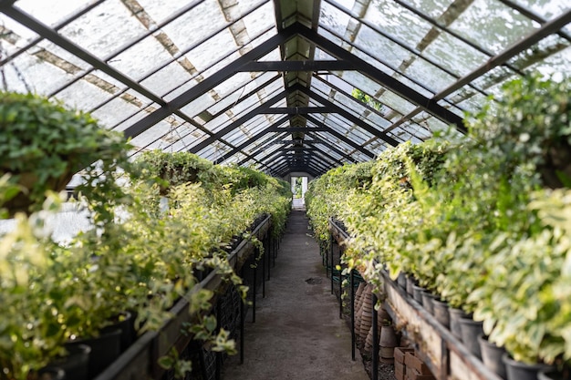 Oude kas met tropische bloemen en planten kas met wandelpad in botanische tuin