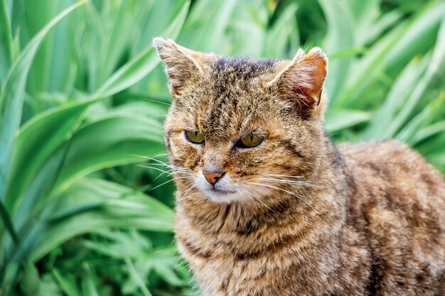 Oude kat close-up tegen groene herb_