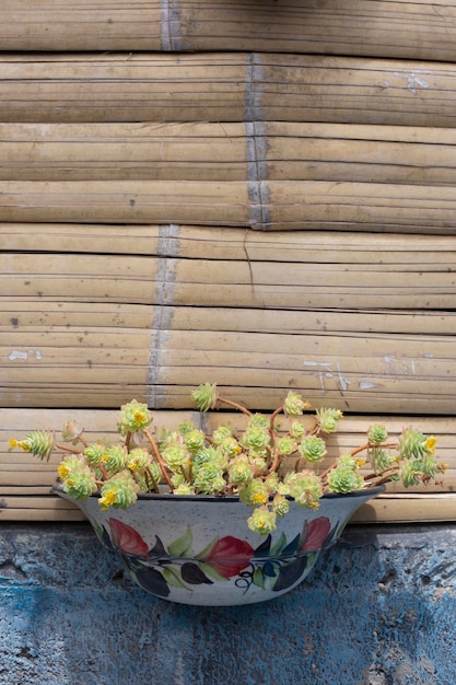 Oude kleurrijke pot met natuurlijke vetplanten