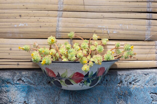 Oude kleurrijke pot met natuurlijke vetplanten