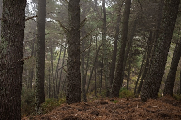 Foto oude lange bomen in prachtig bos