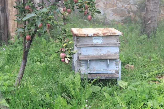 Oude lege bijenkorf in de tuin bij een appelboom in een mistige ochtend, dichtbij zicht