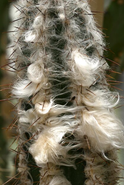 Oude man cactus baard groeit rond doornen