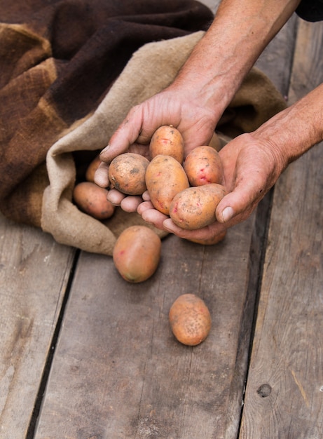 Oude man hand met vers geoogste aardappelen met grond nog steeds op de huid, morsen uit een jute zak, op een ruw houten palet.