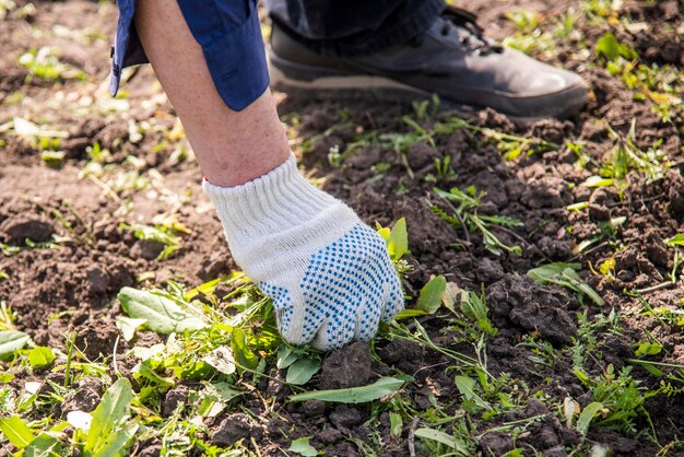 oude man handen ontwortelen onkruid in zijn tuin