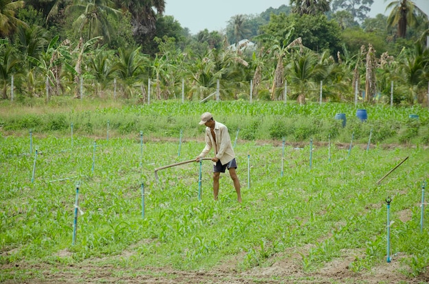 Oude man van 60 jaar oud gebruikt schoffel die land graaft voor plantage in de tuin in de ochtend op 30 april 2016 in Phattalung, Thailand