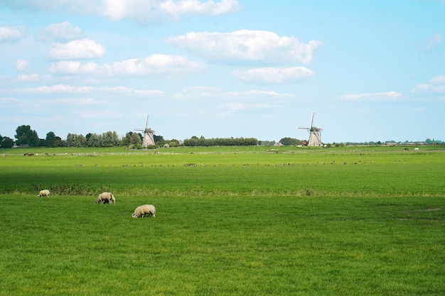 Oude molens tegen de blauwe hemel