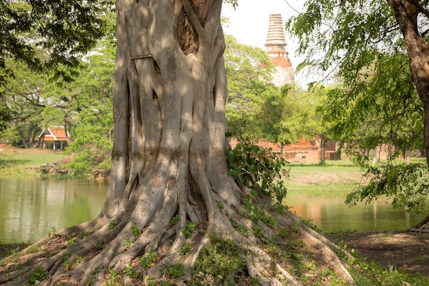 Foto oude mooie thaise tempel wat mahathat ayutthaya historisch park ayutthaya thailand