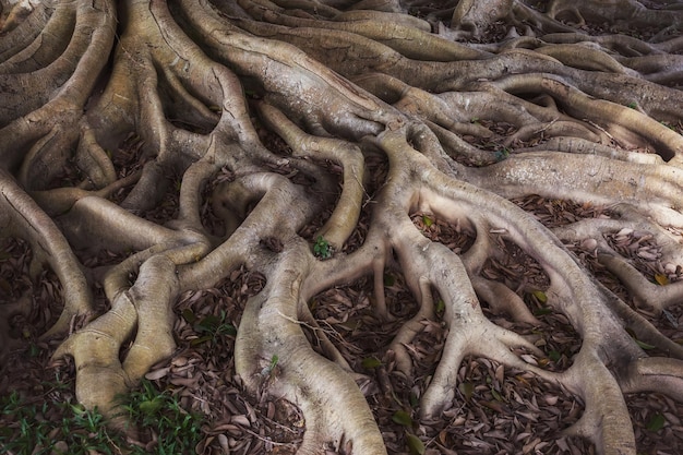 Oude mysteriewortels in het bos