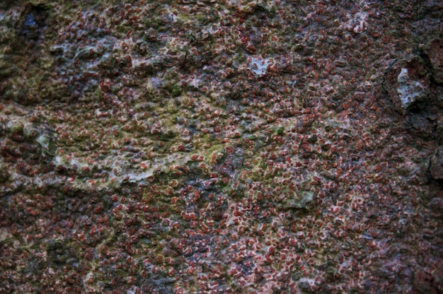 Oude natuurlijke houten shabby van bark textuur gebruiken als natuurlijke achtergrond