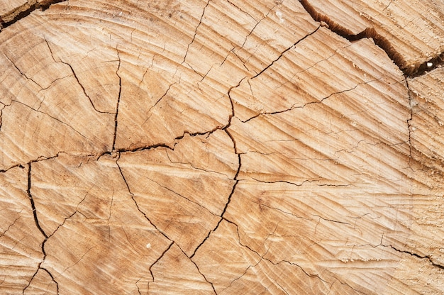 Oude natuurlijke houten textuur van gesneden boomboomstam