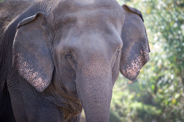 Oude olifant in het bos