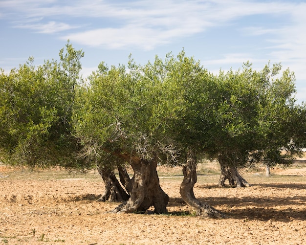 Oude olijfbomen in olijfboomgaard, Djerba, Tunesië, Afrika