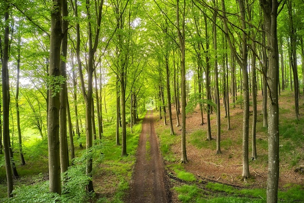 Oude onverharde weg in een bos met weelderige magische en groene wildernis van levendige bomen die buiten groeien Vreedzaam natuurlandschap van eindeloos bos met leeg en rustig pad om op avontuur te verkennen