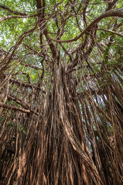 Oude oude Banyan-boom met lange wortels die beginnen bij de top van de takken naar de grond India