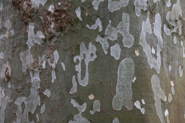 Oude plataan boomstam en harde schors textrura ziet eruit als een camouflage-uniform