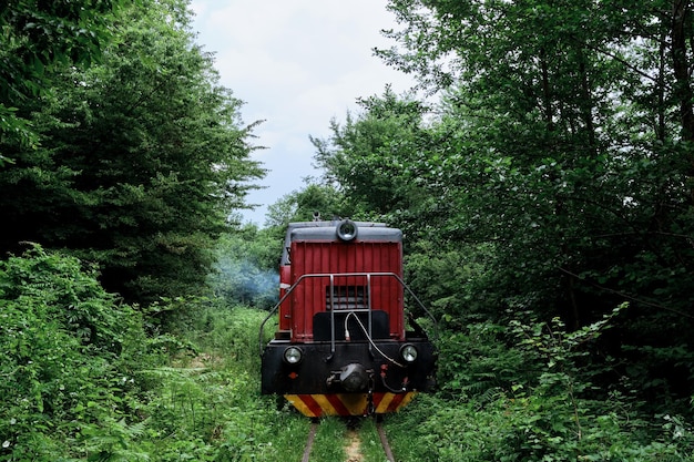 Oude rode locomotief van de trein staat op smalspoor in het midden van dicht groen bos