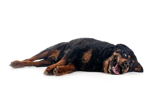 Oude rottweiler in studio