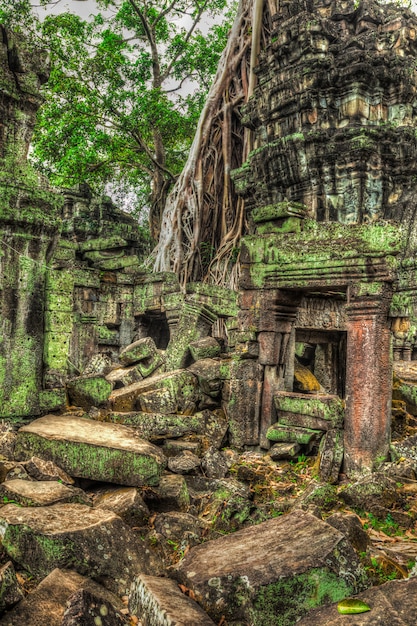 Oude ruïnes en boomwortels, Ta Prohm-tempel, Angkor, Kambodja