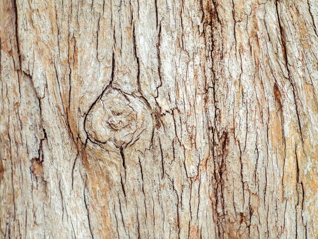 Oude schors ringen hout korrel textuur achtergrond