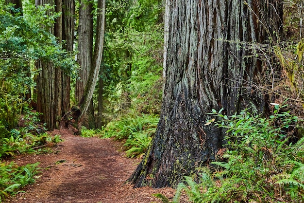 Oude sequoiaboom naast wandelpad in bos