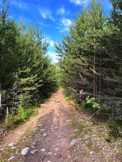 oude snoteweg in het bos van Karelië, Rusland Wandelpad