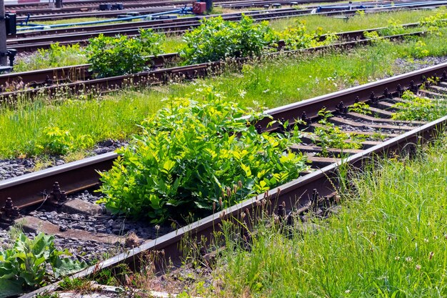 Oude spoorlijn close-up begroeid met gras spoorbaan vervoer per spoor