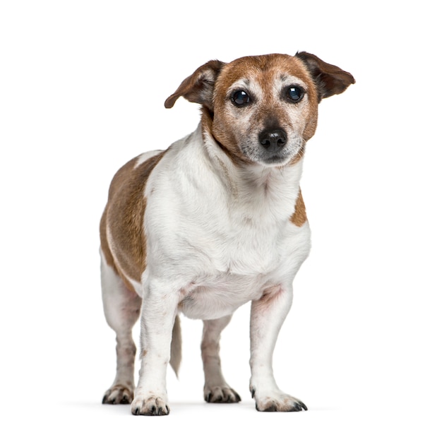 Oude staande Jack Russel hond, geïsoleerd