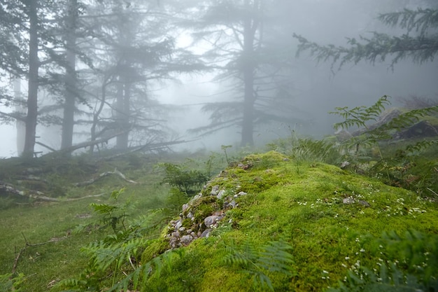 Oude steen bedekt met groen mos in een mistig bos Flora van de Pyreneeën