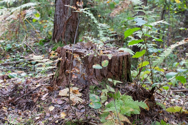 Oude stomp begroeid met mos in het herfstbos