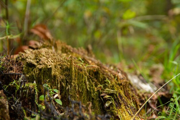 Oude stomp in het bos begroeid met gras en zwarte paddenstoelen