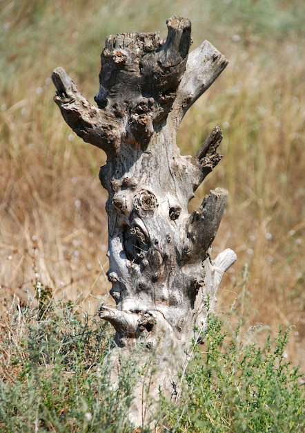 Oude stronk in het bos