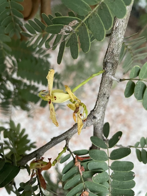 Oude tamarindebomen met (Leucaena leucocephala) groene bladeren