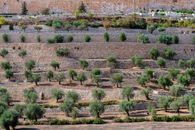 oude terrassen van de Kidron-vallei met prachtige olijfbomen die op hen groeien in de oude stad in Jeruzalem, Israël