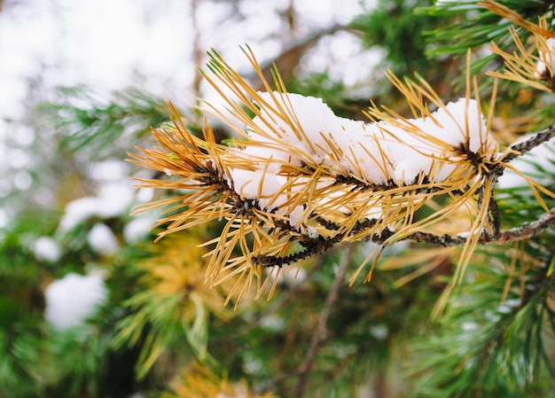 Oude vergeelde dennennaalden naast verse en groene in een winterbos