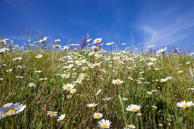 Oude vervagende kamillebloemen in de zomer of lente