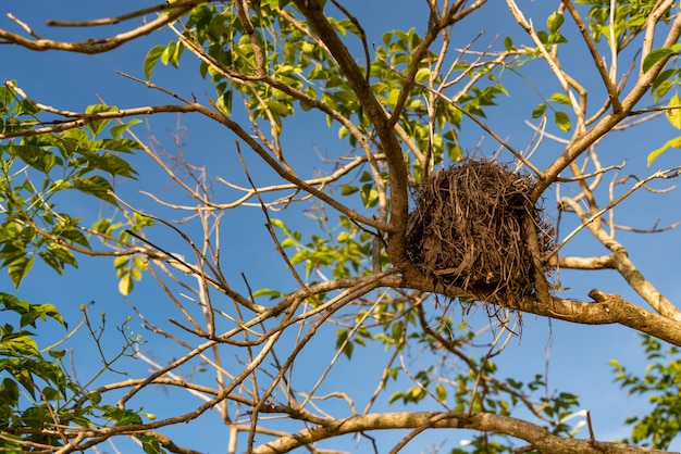 Oude vogelnest in de boom