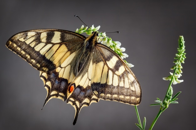 Oude Wereld zwaluwstaartvlinder zittend op de plant op een grijze achtergrond