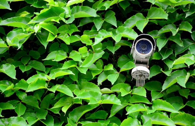 Oude witte CCTV-camera of toezicht op de muur met groene blad klimplant