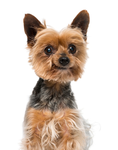 Oude yorkshire terrier hond