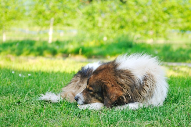 oude zieke hond ligt en slaapt op het gras op de weide buiten