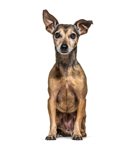 Oude zittende dwergpinscher vergrijzing geïsoleerd op wit