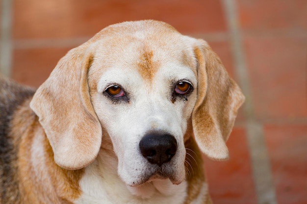 Oudere Beagle-hond kijkt naar de cameraruimte voor tekst