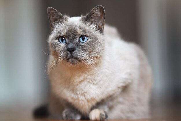 Oudere grijze kat met doordringende blauwe ogen, close-up detail